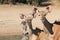 Kudu Calf Antelopes and a Warthog - African Wildlife - Cow Stare