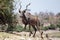 Kudu - Chobe N.P. Botswana, Africa