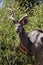 Kudu - Chobe N.P. Botswana, Africa