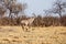 Kudu - Chobe N.P. Botswana, Africa