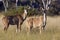 Kudu - Chobe National Park - Botswana