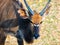 Kudu Close-up