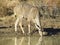 Kudu drinking water