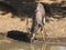 Kudu drinking at waterhole