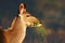 Kudu eating green leaves