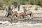 Kudu - Etosha, Namibia