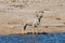 Kudu - Etosha, Namibia