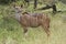 Kudu ewe on alert in the bushveld