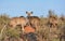 Kudu Family Group