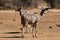 Kudu female