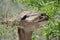 Kudu female eating