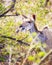 Kudu Grazing on Leaves