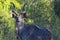 Kudu in green bush