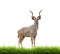 Kudu with green grass isolated