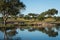 Kudu herd at a waterhole