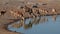 Kudu and impala antelopes drinking water