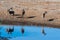 Kudu and Impalas near a waterhole in Etosha