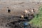 Kudu and Impalas near a waterhole in Etosha