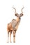 Kudu isolated