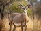 Kudu Kruger National South Africa