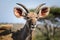 Kudu, Kruger park South africa wildlife