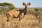 Kudu, Kruger park South africa wildlife