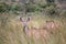 The kudu, a majestic antelope, stands tall amidst the bush