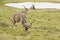 Kudu male eating grass next to a water hole