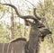 Kudu male headshot showing horns and markings