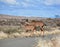 Kudu mother and calf