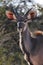 Kudu - Namibia