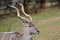 Kudu in the outdoors