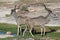 Kudu pair at water hole