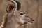 Kudu profile