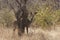 Kudu in Ruaha National Park, Tanzania