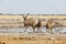 Kudu\'s at the waterhole in Nxai Pan NP