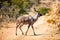 Kudu in South Africa