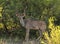 KUDU Southern Greater Kudu, Latin Name: Tragelaphus strepsiceros, an African antelope, a male