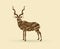 Kudu standing graphic vector