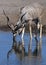 Kudu (Tragelaphus strepsiceros) - Namibia