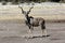 Kudu (Tragelaphus strepsiceros) - Namibia