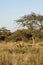 Kudu under acacia tree in bushveld at Okonjima Nature Reserve, Namibia