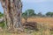 A kudu watches the photographer