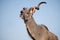 Kudu at a water hole with blue sky