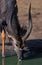 Kudu on waterhole