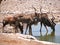 Kudu at watering place