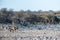 Kudus approaching a waterhole