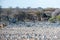 Kudus approaching a waterhole