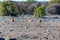 Kudus approaching a waterhole