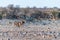 Kudus approaching a waterhole